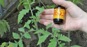 Jak správně krmit rajčata jódem?